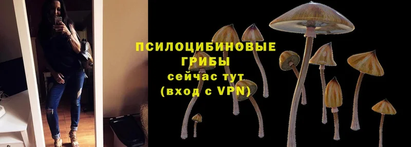 Галлюциногенные грибы Cubensis Губкин