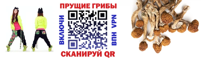 как найти закладки  Губкин  omg ссылка  Псилоцибиновые грибы прущие грибы 